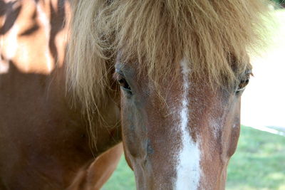 Close-up of a horse