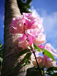 Close-up of pink flower tree against sky