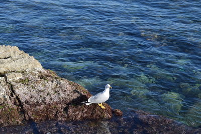 High angle view of bird perching on sea shore
