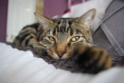 Close-up portrait of a cat