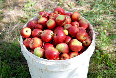 High angle view of fruits in field