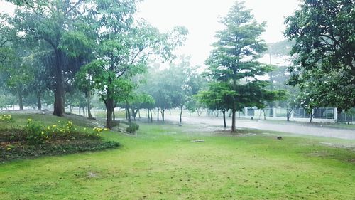 Trees in park