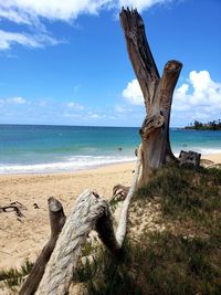 Driftwood on tree trunk by sea against sky