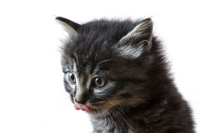 Close-up of a cat against white background