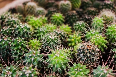 Close-up of cactus plants growing in garden