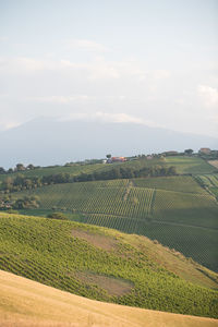 Scenic view of vineyard against sky