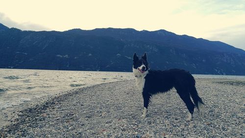 Dog on mountain against sky