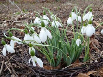 Close-up of white crocus blooming outdoors