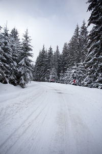 Road amidst trees against sky during winter