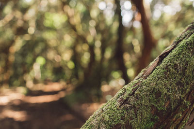 Close-up of moss growing on tree trunk