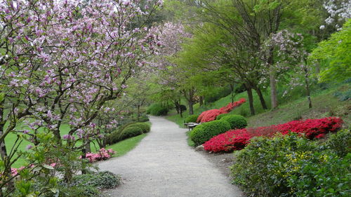 Pink flowers on tree