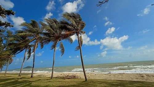 Palm tree by sea against sky