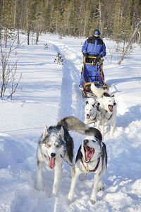 Dogs on snow field
