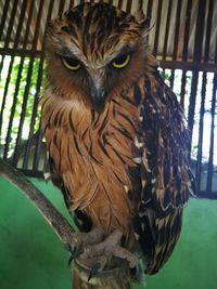 Close-up portrait of owl in cage