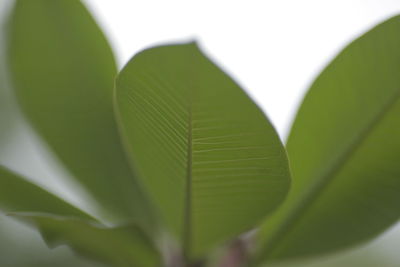 Close-up of green leaves on plant