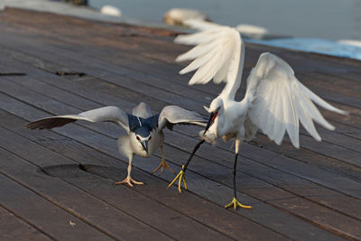 Close-up of white swan flying over lake