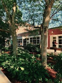 Plants and trees by building in yard