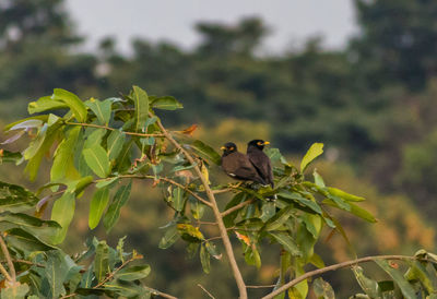 Bird perching on a tree