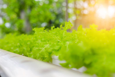 Close-up of green leaves on plant