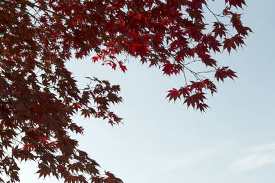 Low angle view of maple tree against sky