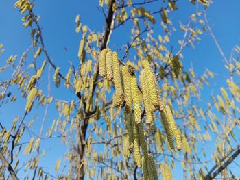 Low angle view of flowering plant against blue sky