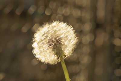 Close-up of dandelion flower