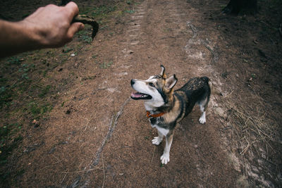 Cropped hand holding stick while playing with dog