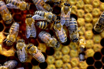 High angle view of honey bees