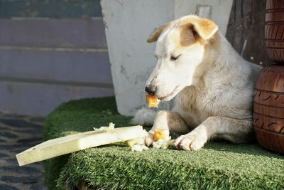 Close-up of sheep eating food