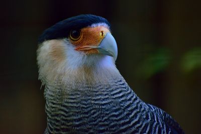 Close-up of eagle