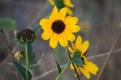 Close-up of yellow flowering plant
