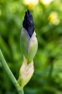 Close-up of buds on plant