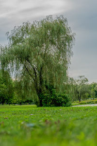 Trees on field against sky
