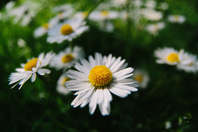 Close-up of white daisy flowers