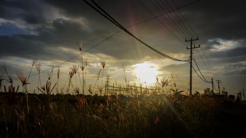 Plants growing on field against sky during sunset