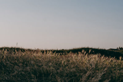 Plants growing on field against clear sky