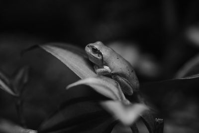 Close-up of lizard on dry leaf