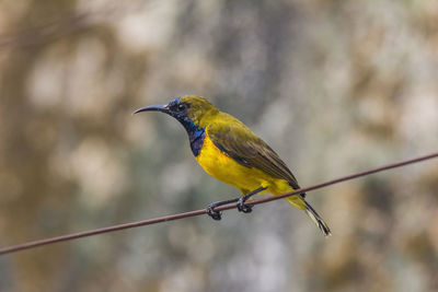 Close-up of bird perching on a branch