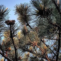 Low angle view of palm trees