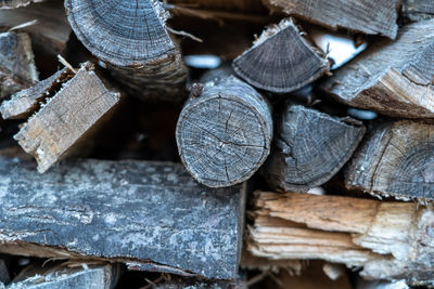 Stack of logs in forest