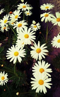 Close-up of daisy flowers blooming in field