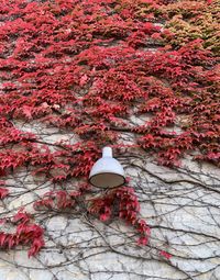 Close-up of red leaves on white flowers