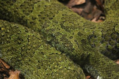 High angle view of lizard on land