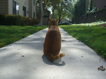 Rear view of cat sitting on footpath