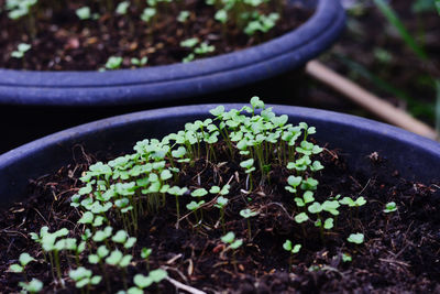 Close-up of small potted plant in field