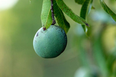 Close-up of fruit growing on tree