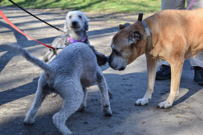 Dogs on riverbank