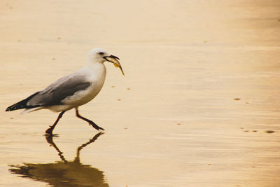 Close-up of bird perching on beach