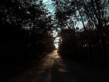 Road amidst trees in forest