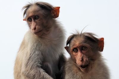 Portrait of a monkey against white background